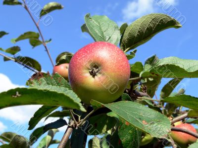 Apple on tree