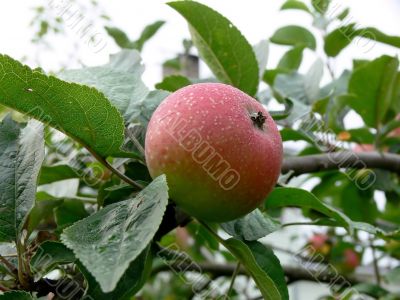 Apple