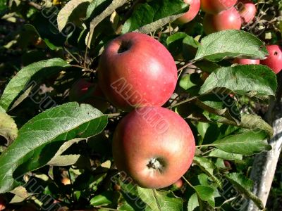 Two red apple