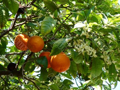 Tangerines. Flowers and fruits