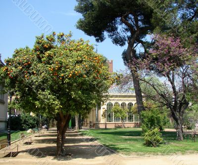 Botanical garden. Barcelona