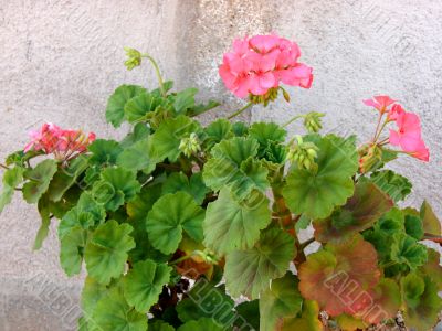 Pink geranium