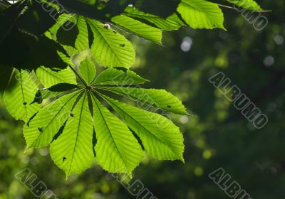 Leaves of a chestnut