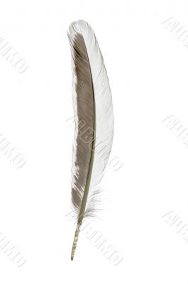 feather