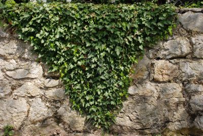 Branches of an ivy on an old wall