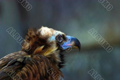 Portrait of an eagle