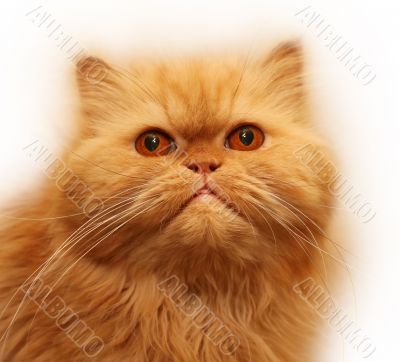 Persian cat