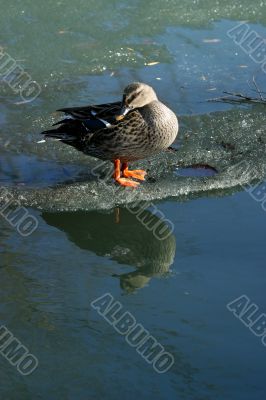 Duck on ice