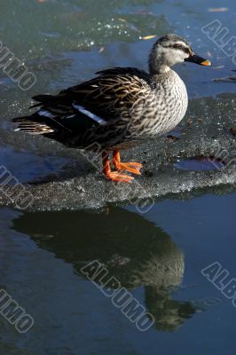 Duck on ice