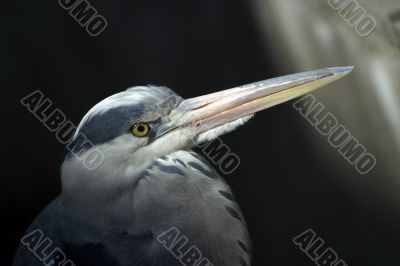 Heron