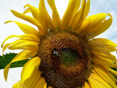 Bee on sunflower