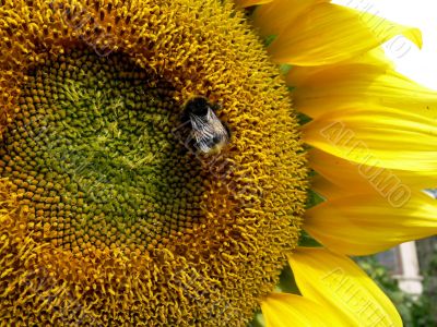 Bee on sunflower