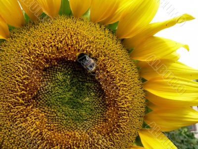 Bee on sunflower