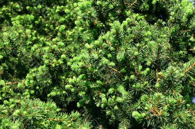 Young green fir-tree