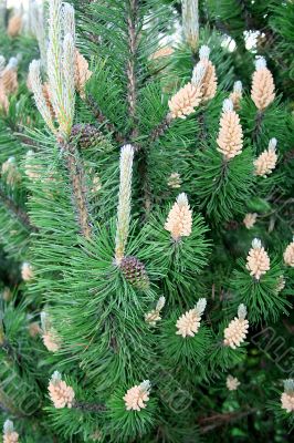 Young green pine