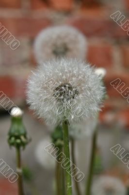 Dandelion macro