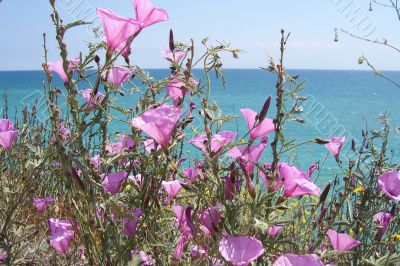 Coast of Mediterranean sea