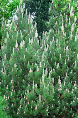 Young green pine