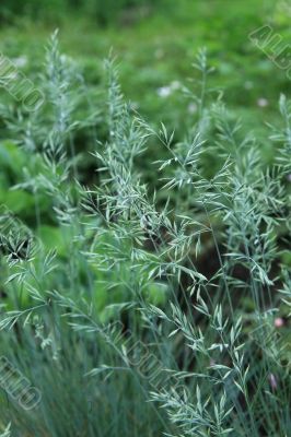 Grass