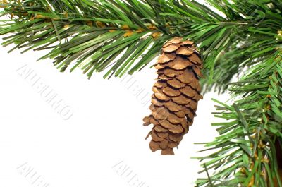 brown cone