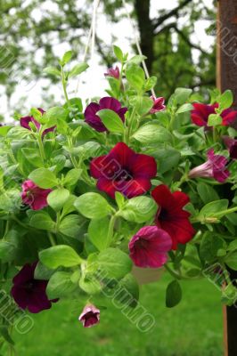 Petunia flowers