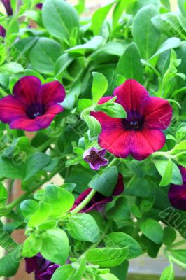 Petunia flowers