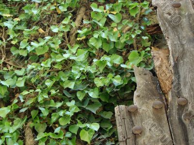 The rests of the Roman empire. A wooden gate