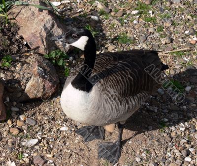 canada goose