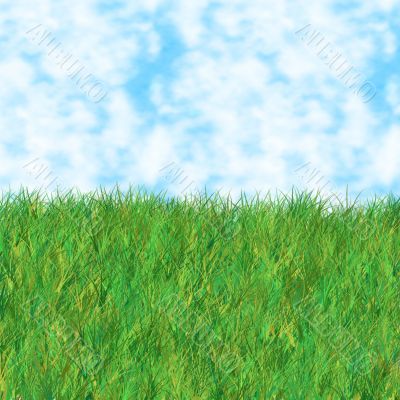 grass sky