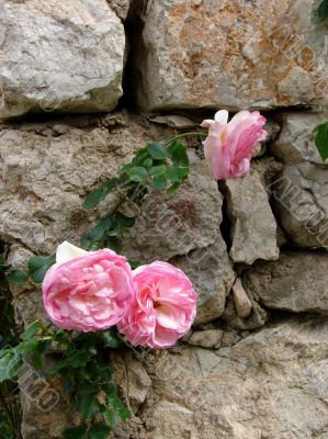 Roses on a stone wall