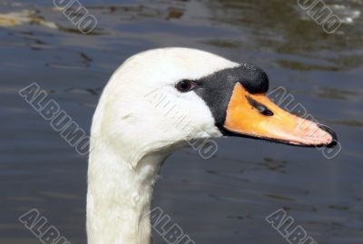 swan head