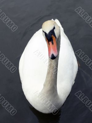 enquiring swan