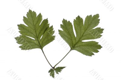 leaves of hawthorn