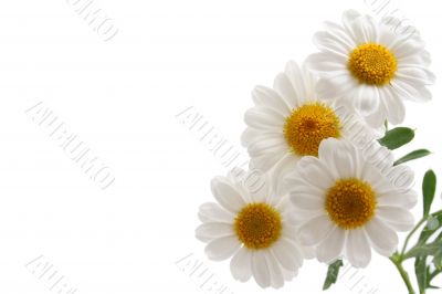 marigold