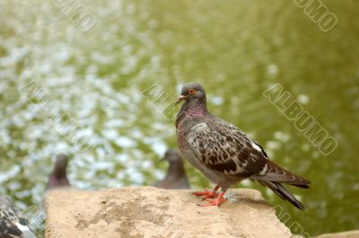 pigeon