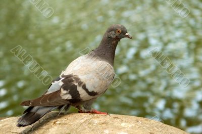 pigeon