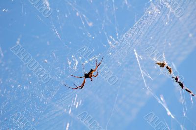 Spider