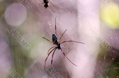 Spyder