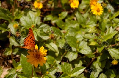 butterfly