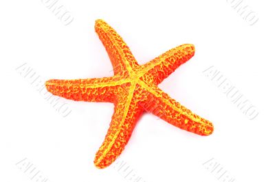 Orange starfish