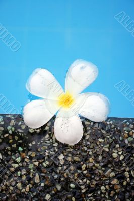 Fragapani flower