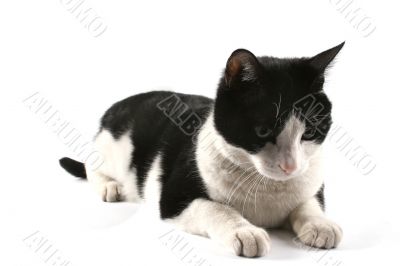Cute cat