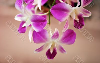 Thai orchids