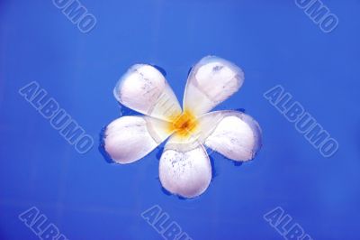 Fragapani flower