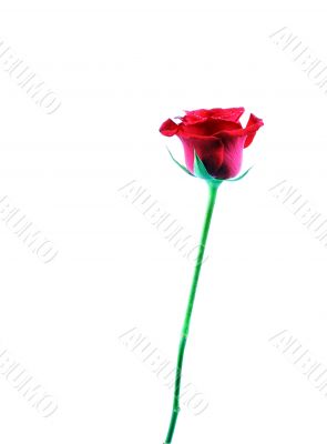 Red rose