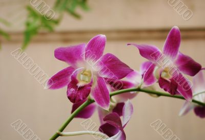 Thai orchids