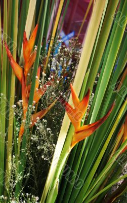 Tropical flowers from Thailand