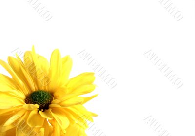 Pretty spring flower