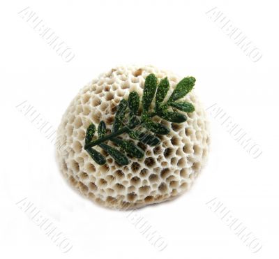 White coral