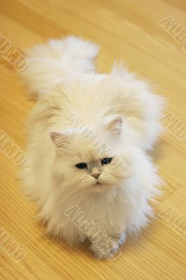 Cute cat
